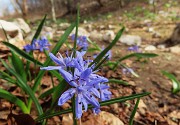 Sulle nevi primaverili del RESEGONE ad anello da Fuipiano-8apr24- FOTOGALLERY